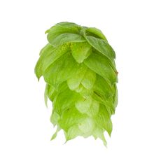 East Kent Golding Hop Cones - 100 g