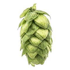 T90 Azacca® hops gr 100