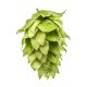Chinook Hop Cones - 250 g