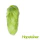 T90 Blanc (Hallertau) Hop Pellets - 5 kg