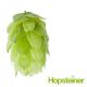 Hersbrucker (Hallertau) Hop Cones - 100 g