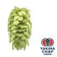 Yakima Chief Hops® Cryo Hops® pellets Mosaic® - 5 kg