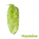 Perle (Hallertau) Hop Cones - 100 g