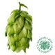 Saaz Hop Cones - 100 g